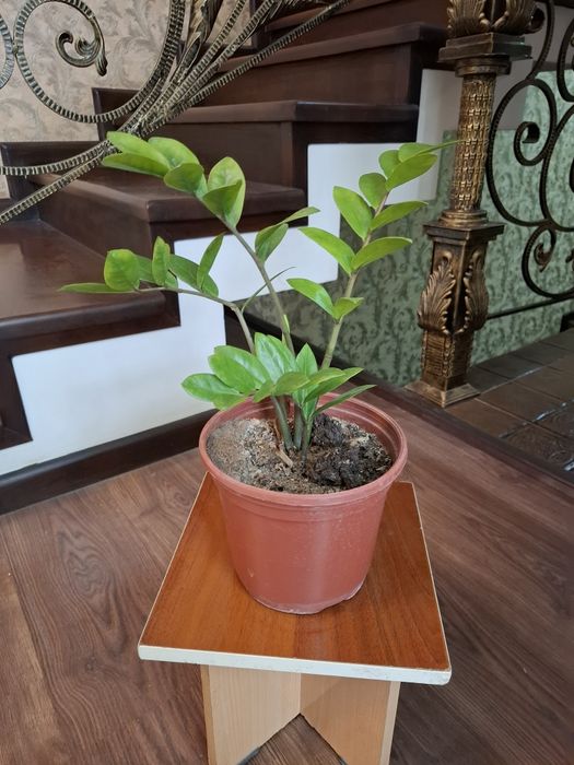 Замиокулькас.  Продаётся