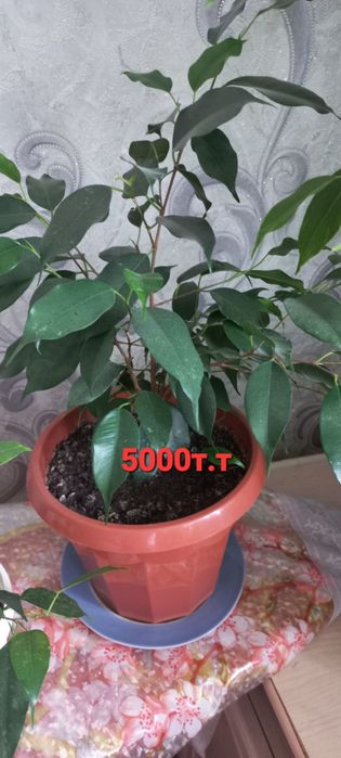 Комнатные цветы домашние