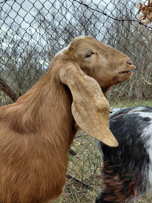 Пръч, неми патици