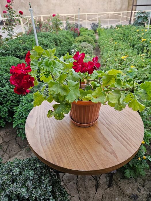 Үй гулдері сатылады