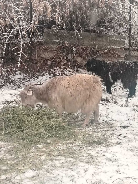 Буаз ешкі сатылады.