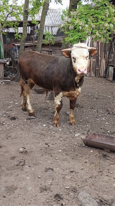 Taur de vanzare