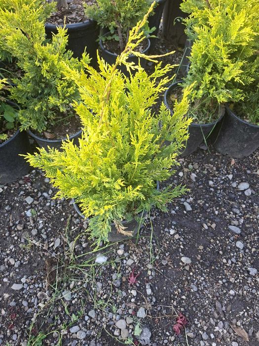 planta ornamentala