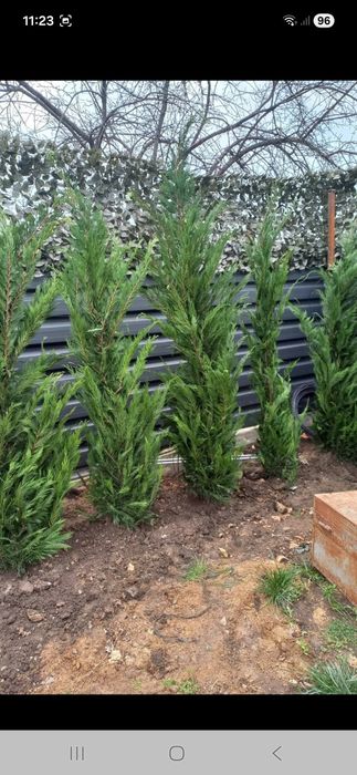 Amenajez spați verzi leyladi tuia