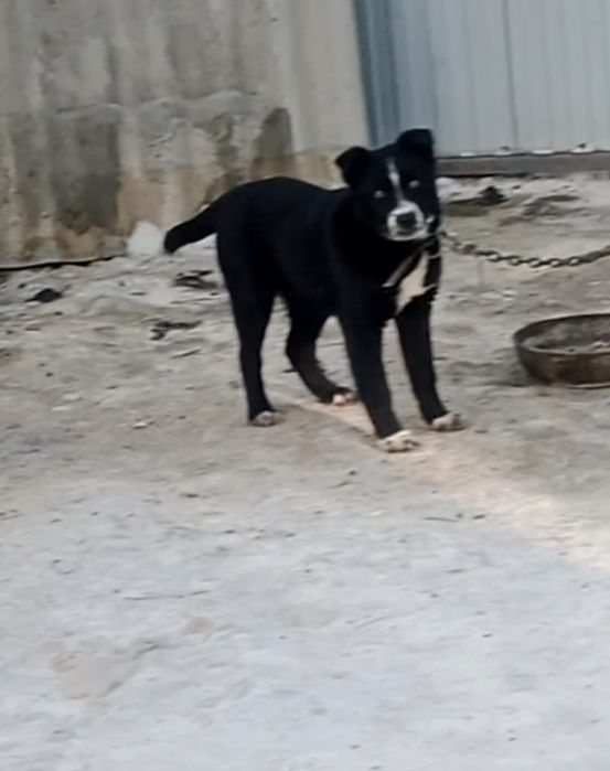 Күшік сатылады ұш төрт айлық