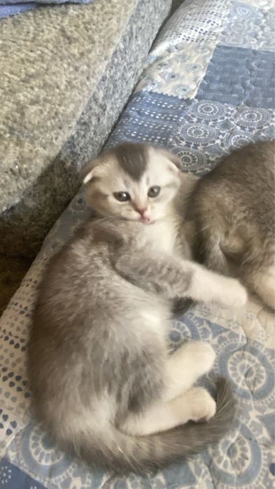 Продам котят скотиш страйт