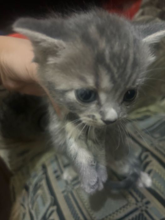 Котята отдам в хорошие руки