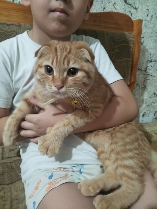 Кошка скоттиш фолд мальчик 5 месяце