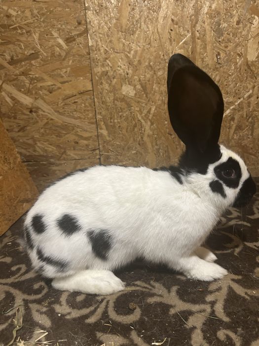 Uriaș pestriț de vanzare