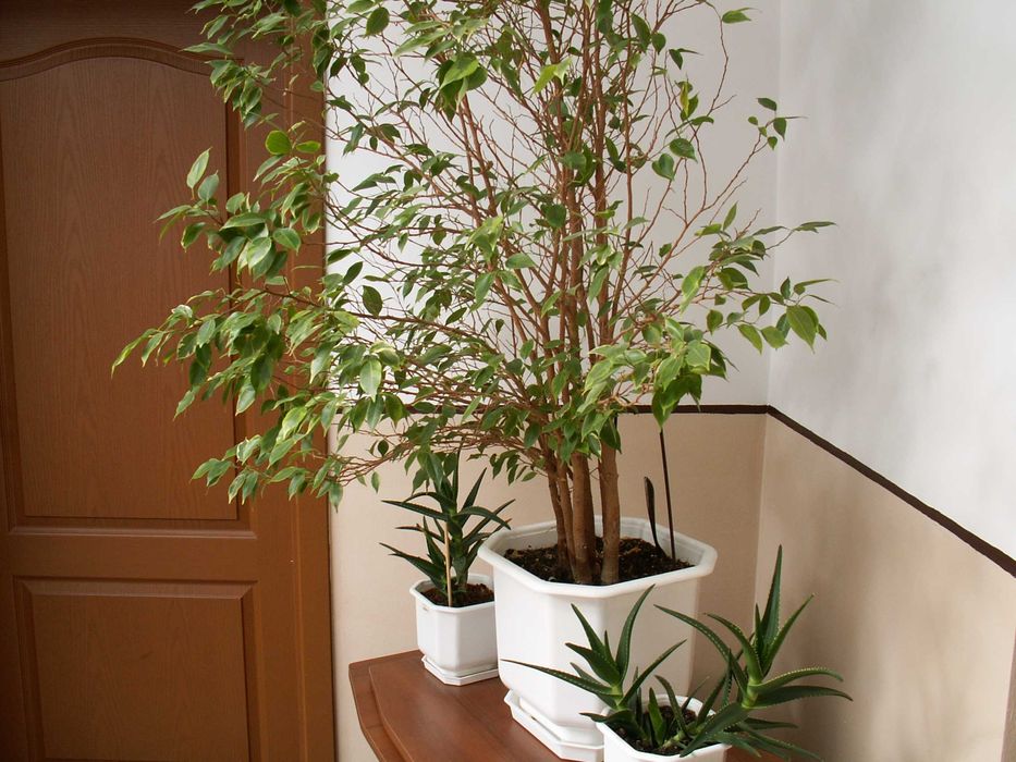 Konica Minolta DiMAGE Z3  - комплект