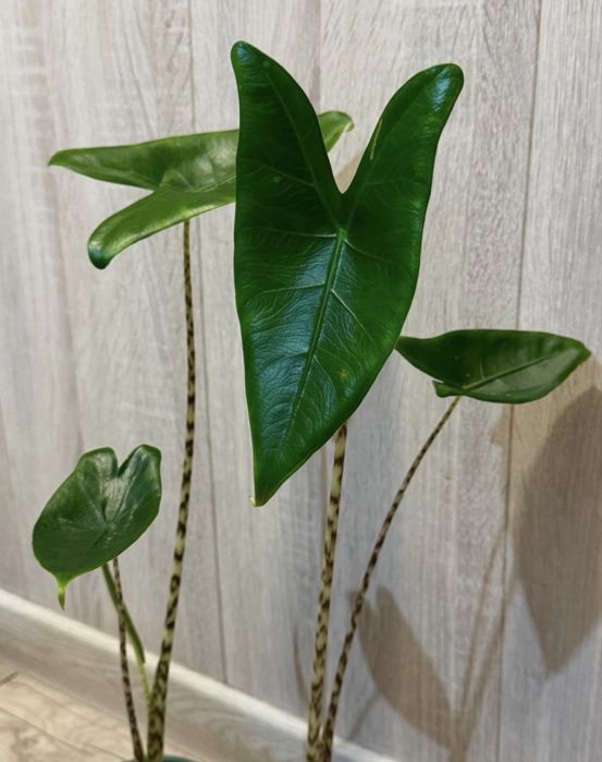 Алоказия, аглонема, фикус, эуфорбия