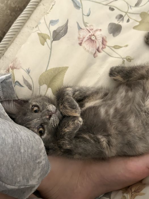 Отдам кошку в добрые руки