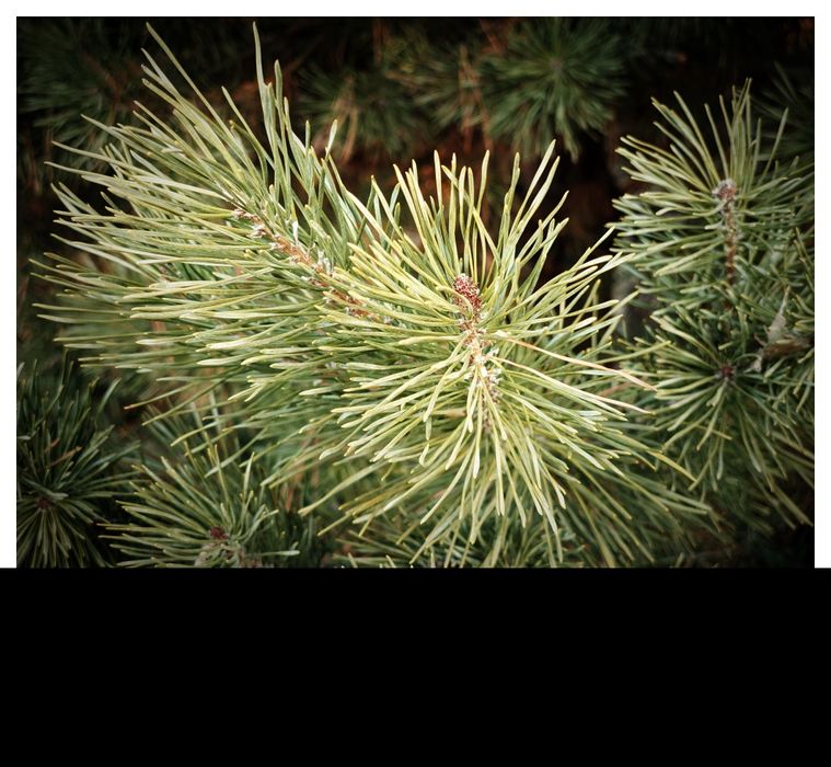 REDMI K70 PRO 12/256 обмен или продажа