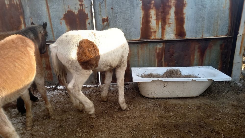 Жабағылар сатылады