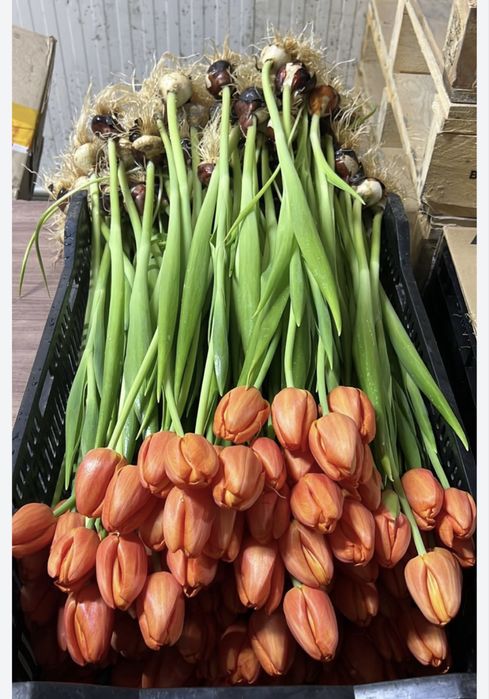 Тюльпаны оптом и в розницу