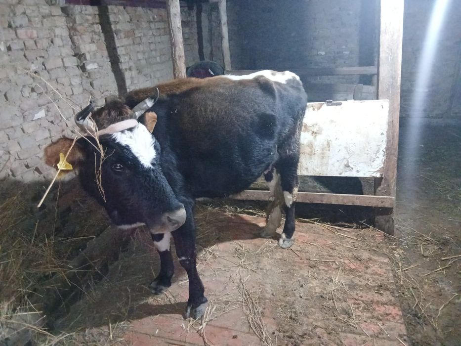 Сиыр корова с телёнок