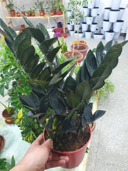 Zamiyakulkas qora замия чёрный