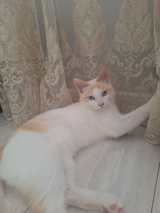 Отдам даром кота 1, 2 года