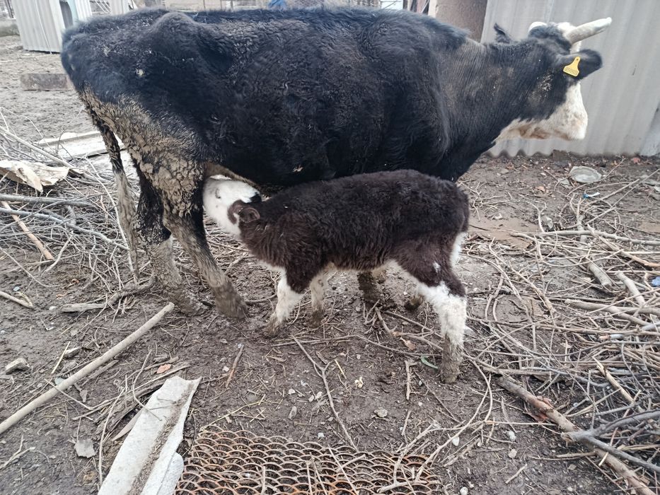 Бұзаулы сиыр 4ші тумасы