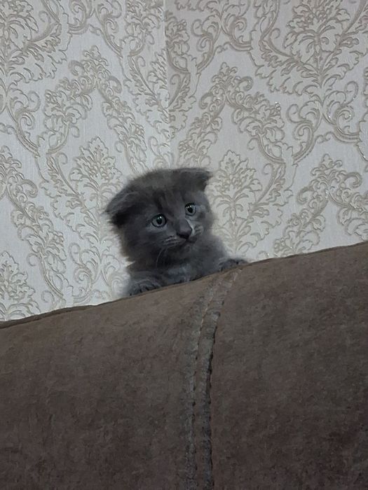 Отдам в добрые руки