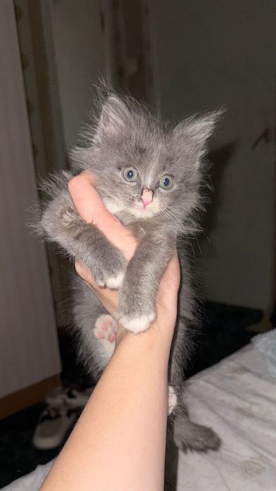 Котенок, только в добрые руки