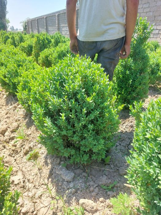 Harxil turdagi archalar daraxtlar bor