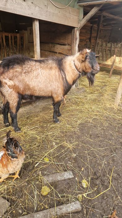 Țap rasă alpin anglonubian de vânzare