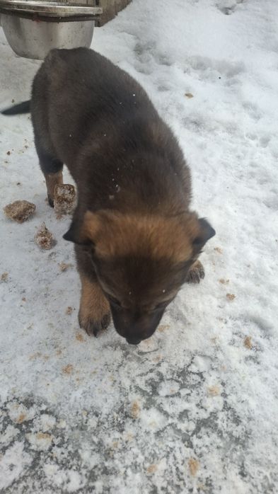 Очень милые щенята