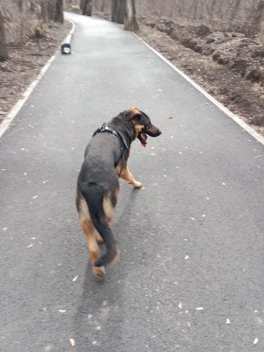 Продам собаку, кобеля