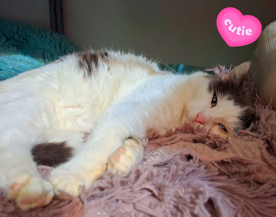 Adoptie motan alb castrat Cristian