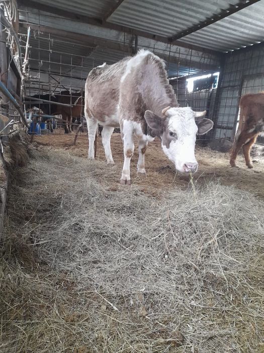 Мал ірі Сиыр кашар