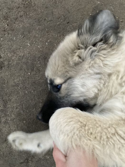 Ofer spre adoptie catel,varsta 3 luni