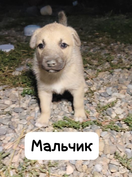 Отдам в хорошие руки
