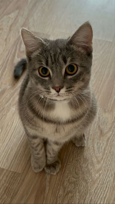 Отдаем кота в хорошие руки