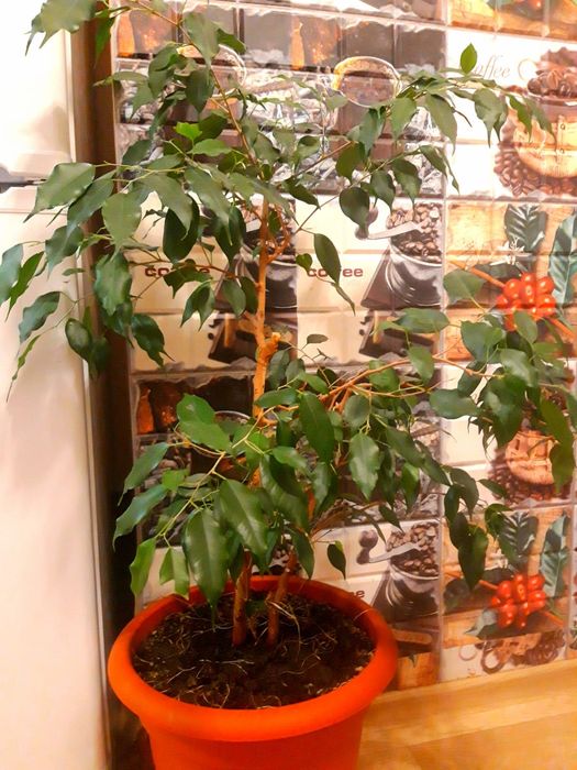 Продам фикус Бенжамина.