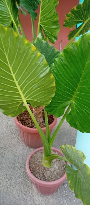 Fil quloq guli tabiiy  manzarali gul 3 ta 2tasi kichik tuvakda 1 katta