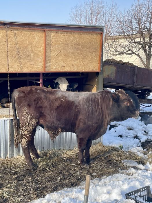 Бык Буга откормленый