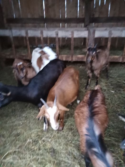 Vând 8  Capre tinere.