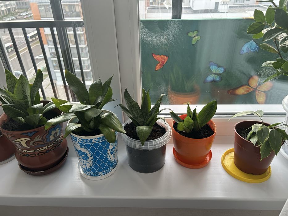 Продам комнатные цветы