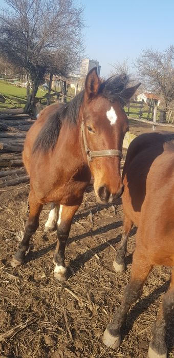 Женско конче и кобила