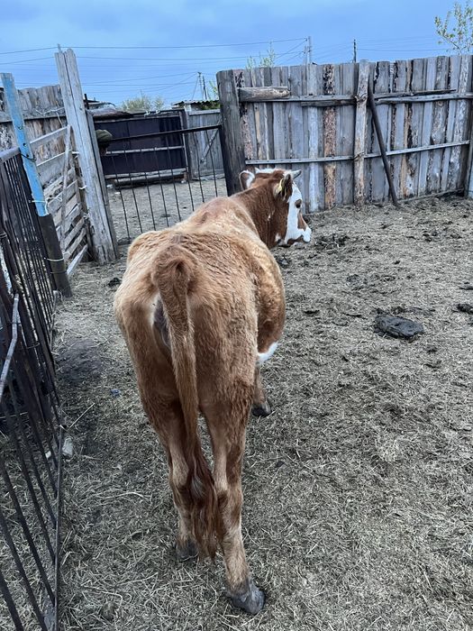 Продаются бычок и телка