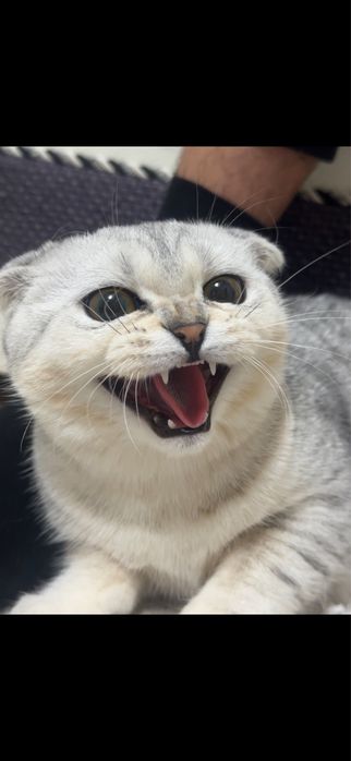 Кошка шотландский