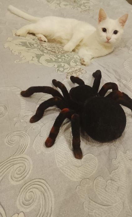 Отдам кошку ангорку в хорошие руки. Глаза голубые