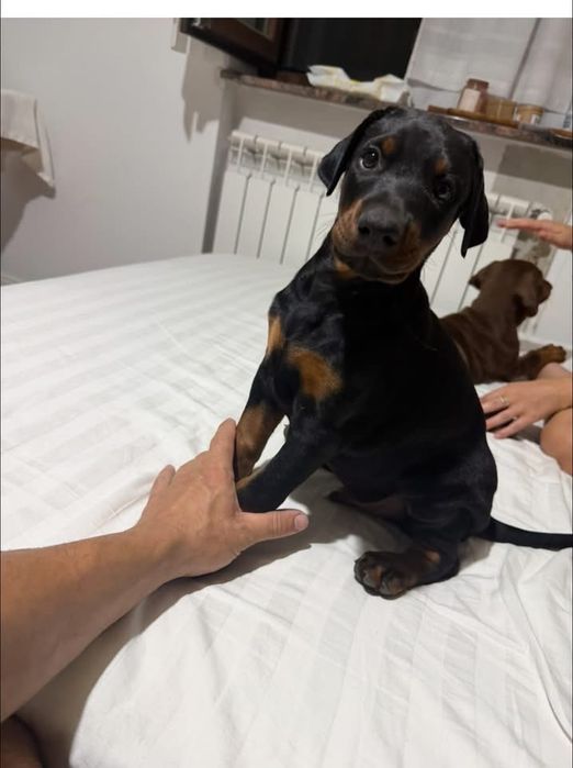 Doberman mascul