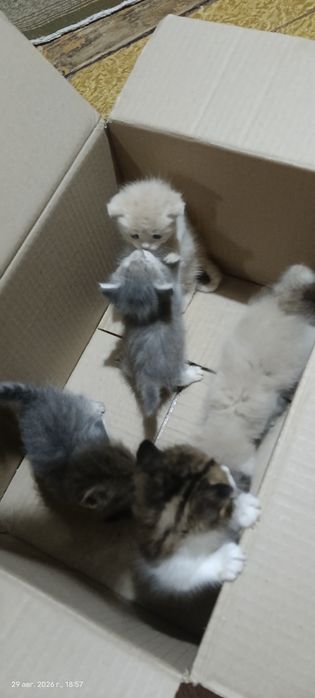 Отдам даром котят