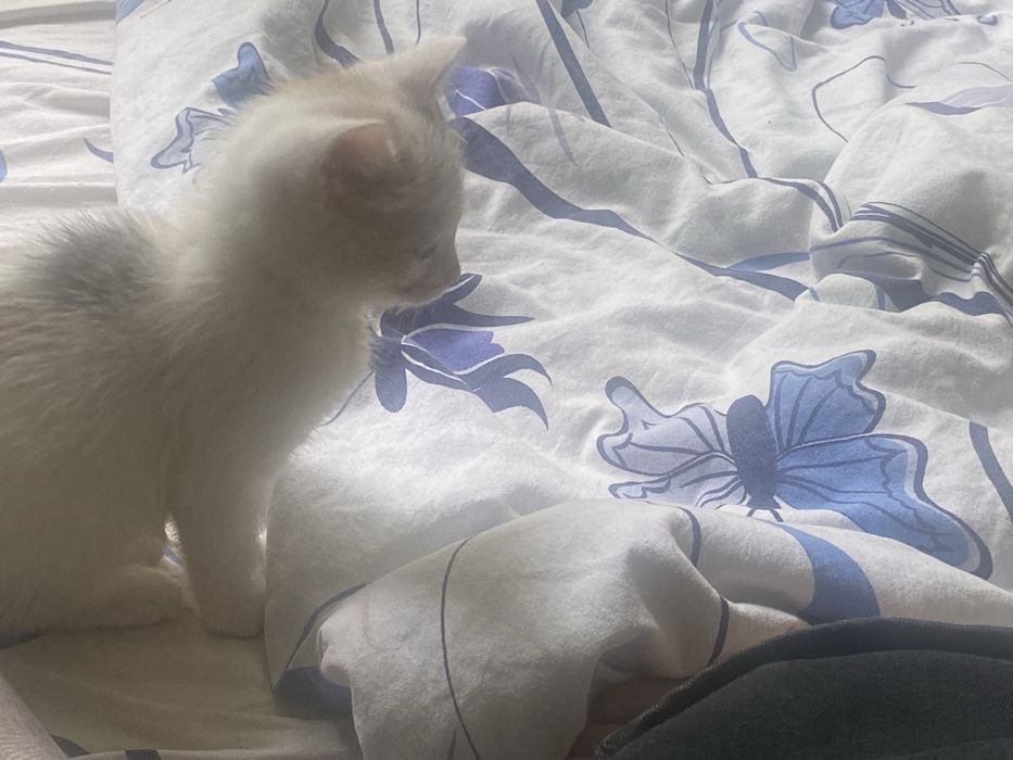 котенок маленькиц