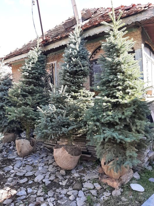 Vindem Tuia Brazi Mesteacan Tei Platani