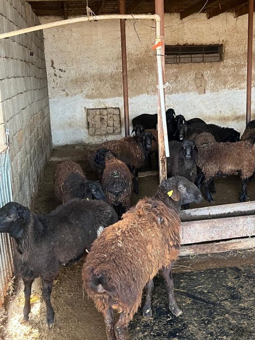 Козы кошкар,бараны,қозы қошқарлар