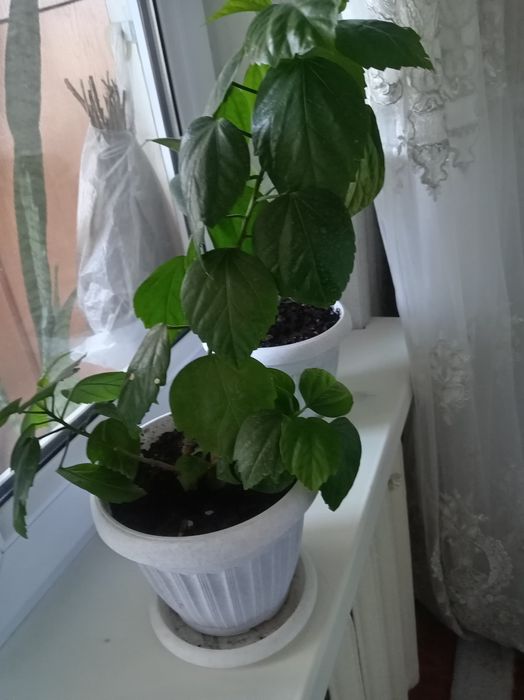 Продаётся домашние цветы