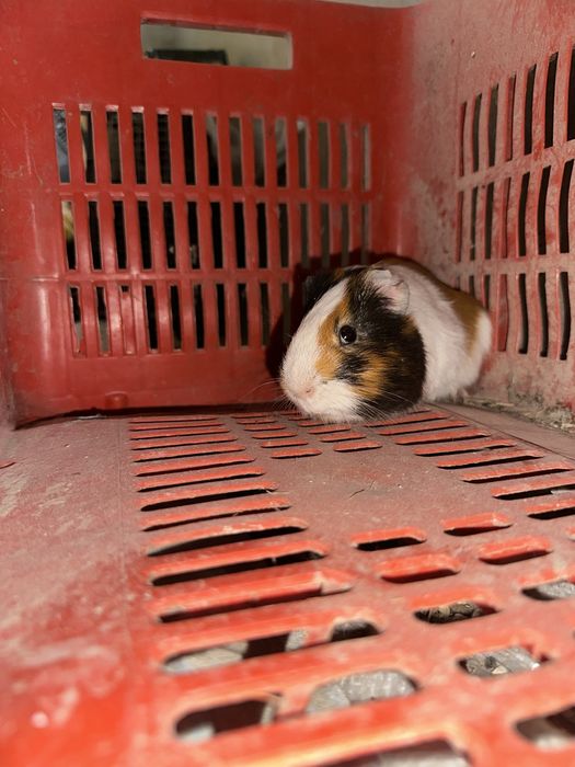 Морски свинчета здрави